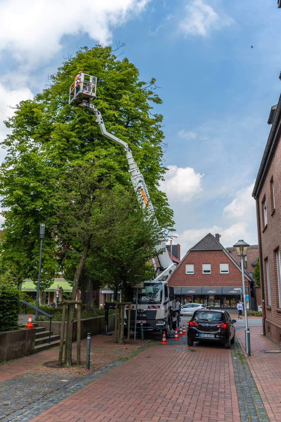 STEIGER T 300 XS im Baumpflegeeinsatz